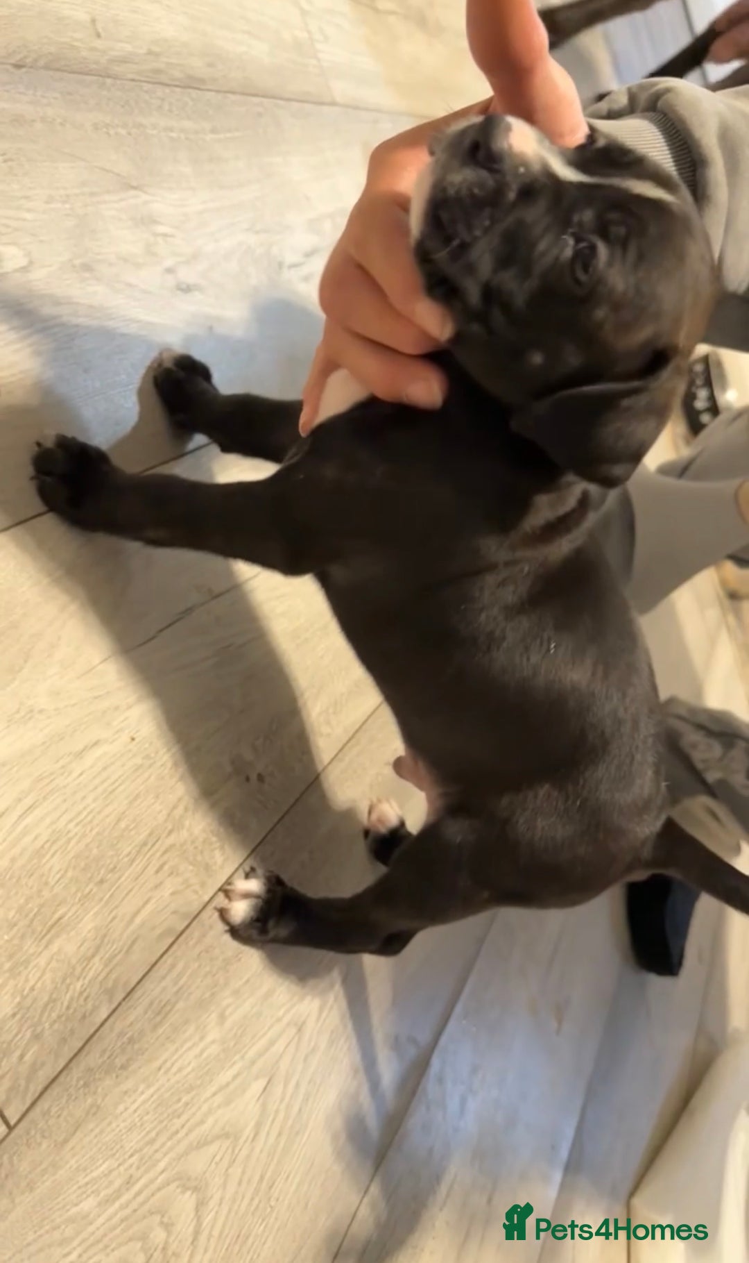 Mixed Breed dogs for sale: 8 beautiful pups for sale  - Image 9