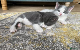 Mixed Breed cats for sale: 2 kittens, boys - Image 2