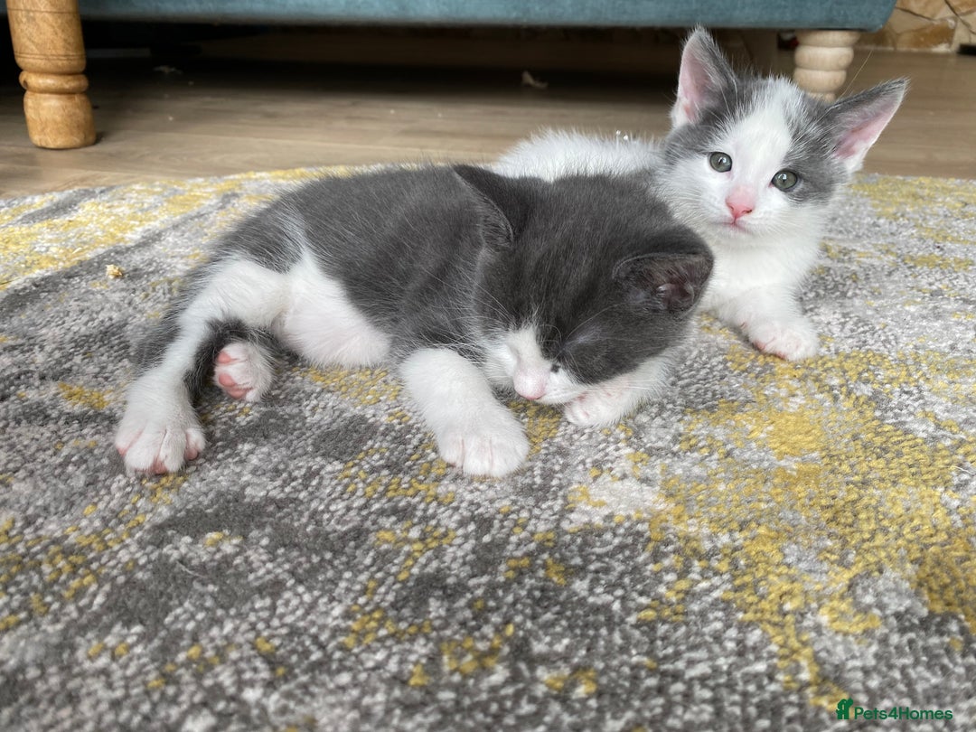 Mixed Breed cats for sale: 2 kittens, boys - Image 2
