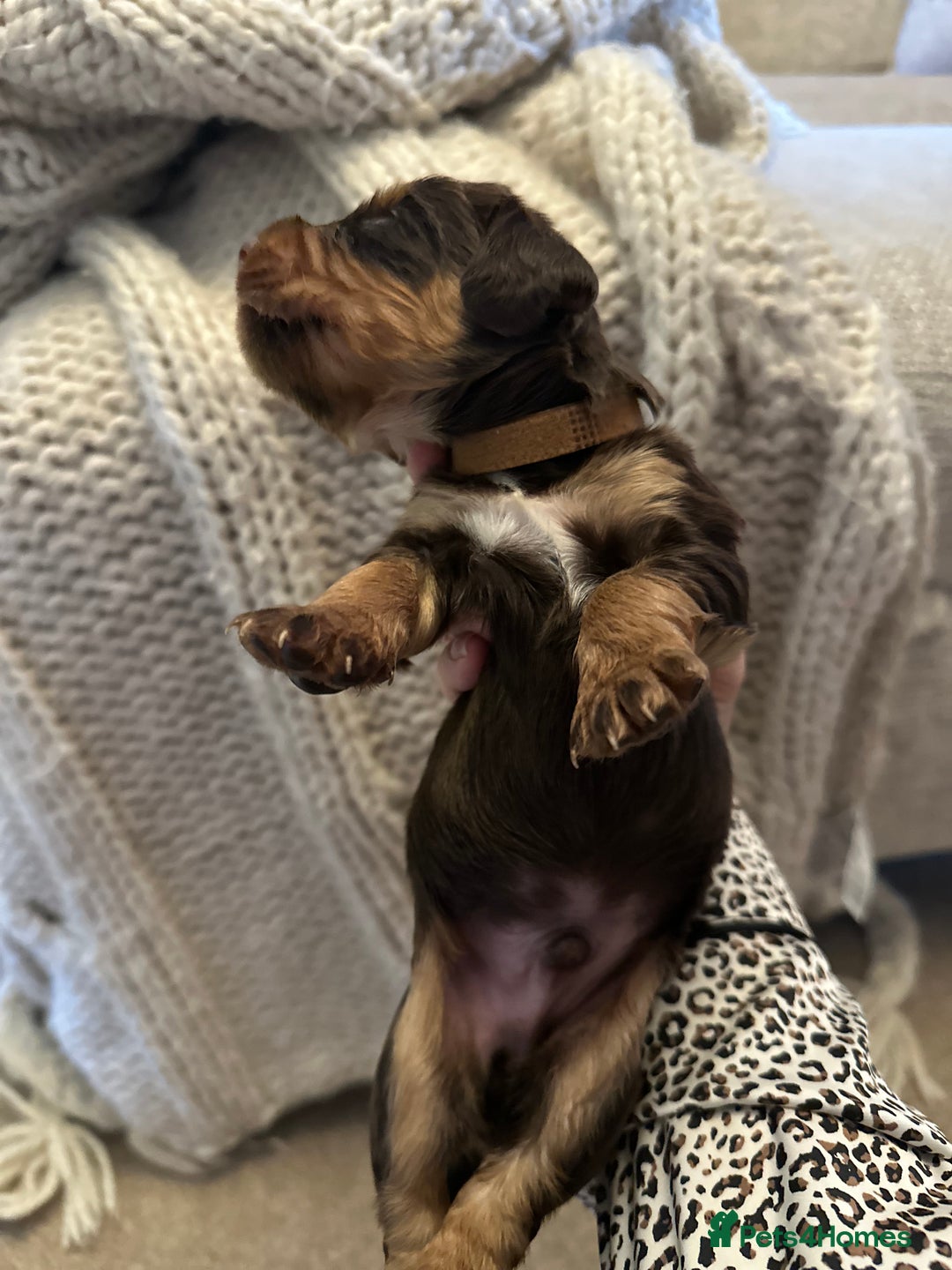 Cocker Spaniel dogs for sale: Stunning KC reg working cocker spaniel puppies  - Advert 12