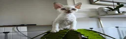 Devon Rex cats for sale: Devon Rex point💙blue eyes💙 - Advert 10