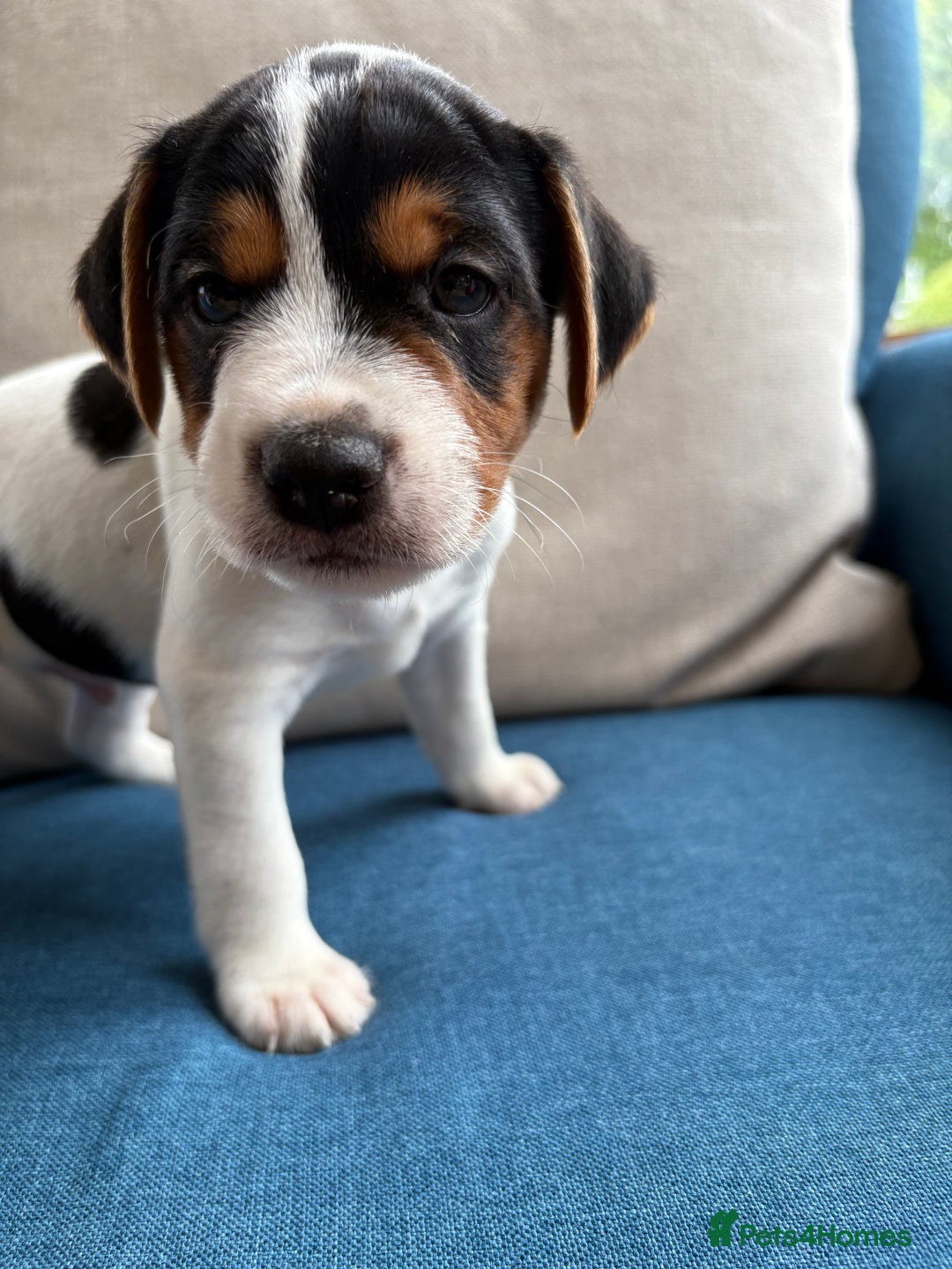 Mixed Breed dogs for sale: Jack Russell pups - Image 10