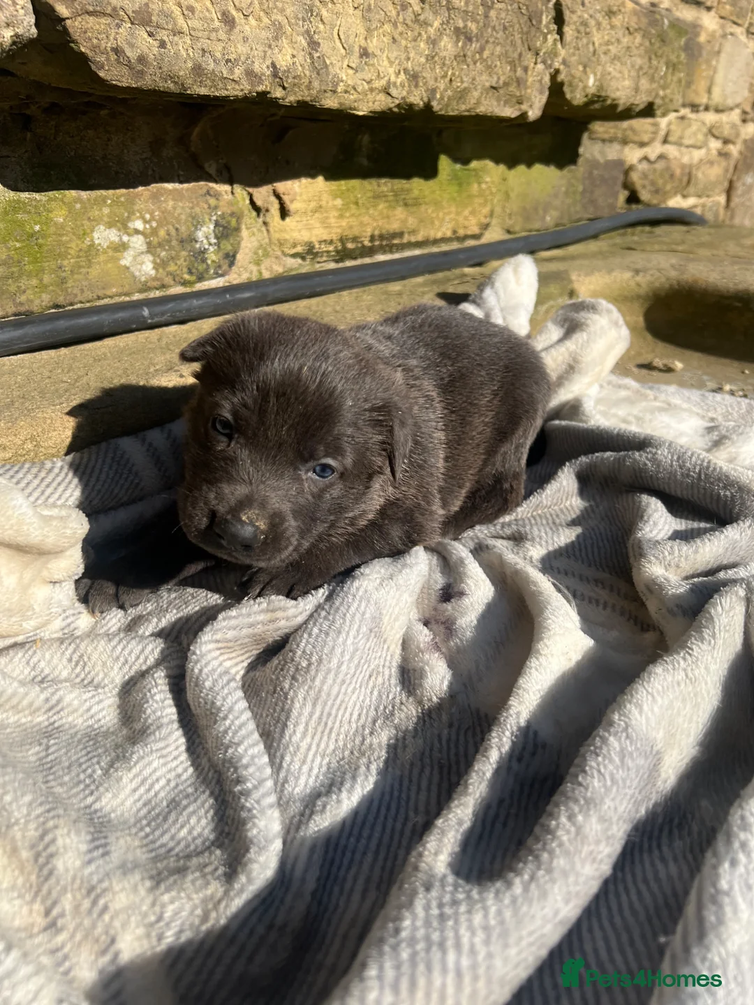 German Shepherd dogs for sale: Beautiful Rare German Shepherds  - Advert 7