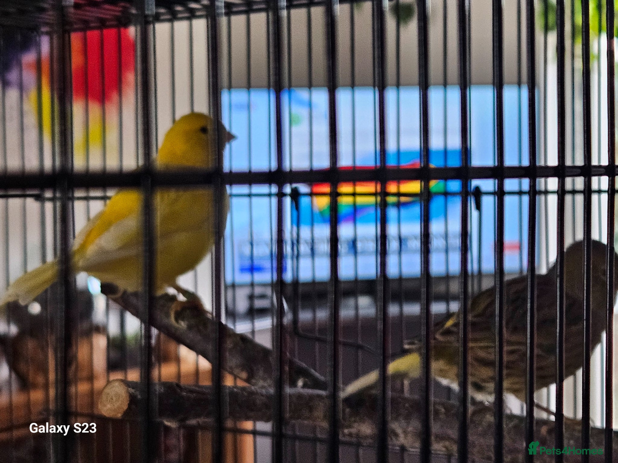 Canaries birds for sale: Fife canaries - Advert 1
