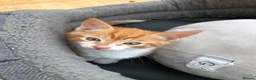 Mixed Breed cats for sale: Adorable kittens 🐾 🐈🐈‍⬛ - Advert 8