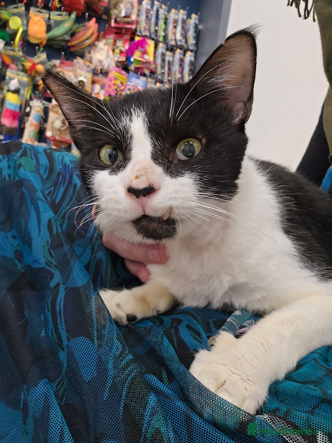 Mixed Breed cats for adoption: [Indoors Only] Thomas - The perfect impurrfect boy - Advert 9