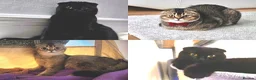 Scottish Fold cats for sale: Scottish Fold Kittens – Golden & Blue Eyed Babies - Advert 2