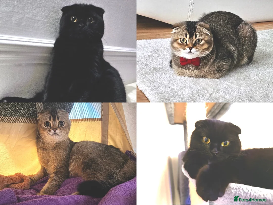 Scottish Fold cats for sale: Scottish Fold Kittens – Golden & Blue Eyed Babies - Advert 2