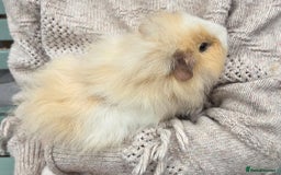Guinea Pig rodents for sale: 3 beautiful females for sale  - Image 9