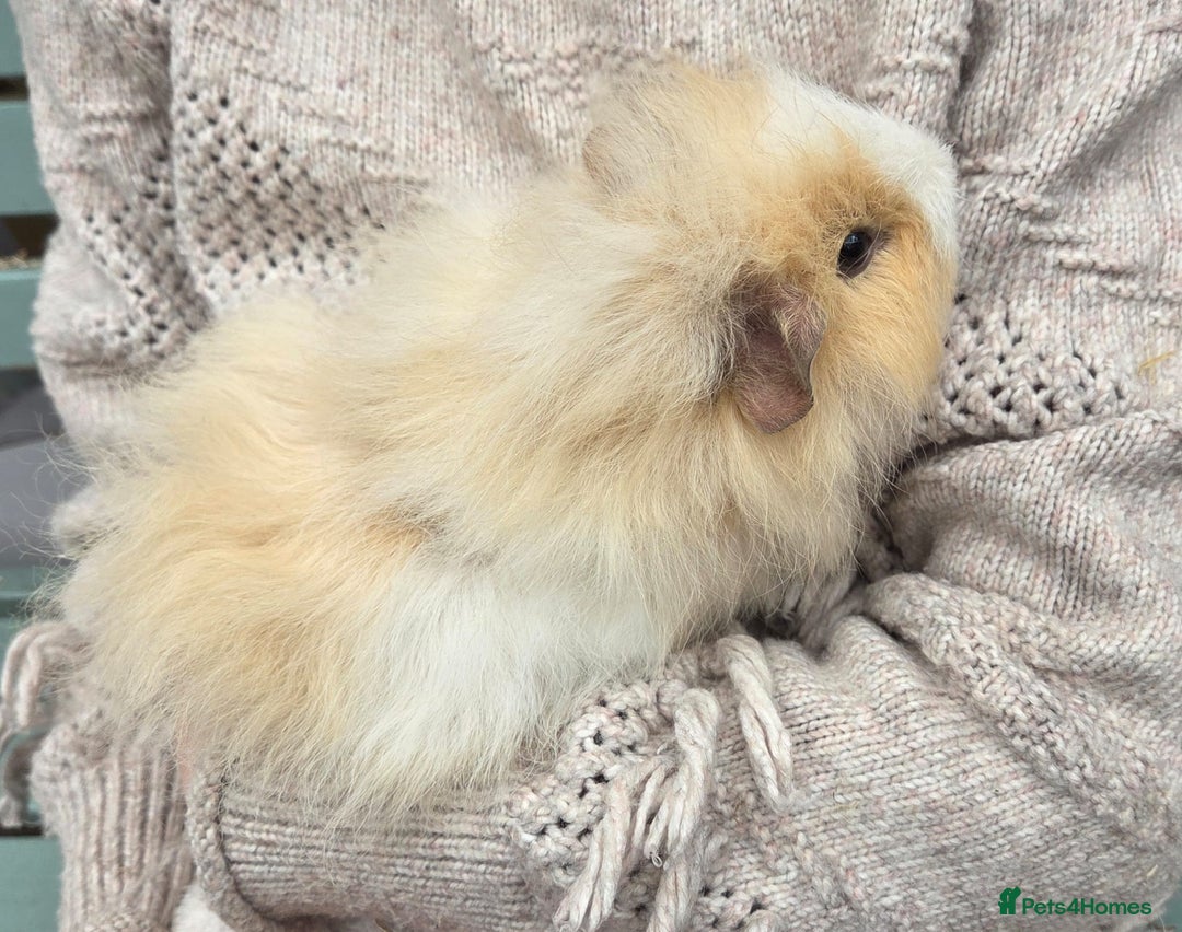 Guinea Pig rodents for sale: 3 beautiful females for sale  - Image 9