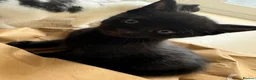 Domestic Shorthair cats for sale: Kittens forsale  - Advert 3