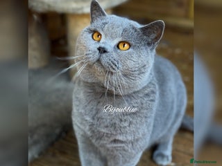 British Shorthair cats World-Class Imported Blue Stud in London - Advert 4