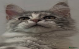 Maine Coon cats for sale: Maine coon kittens•Ready to leave•Fully vaccinated - Image 2