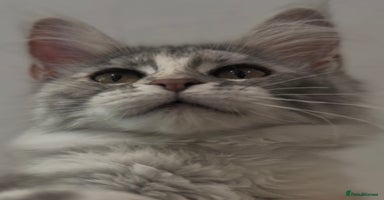 Maine Coon cats - Advert 11