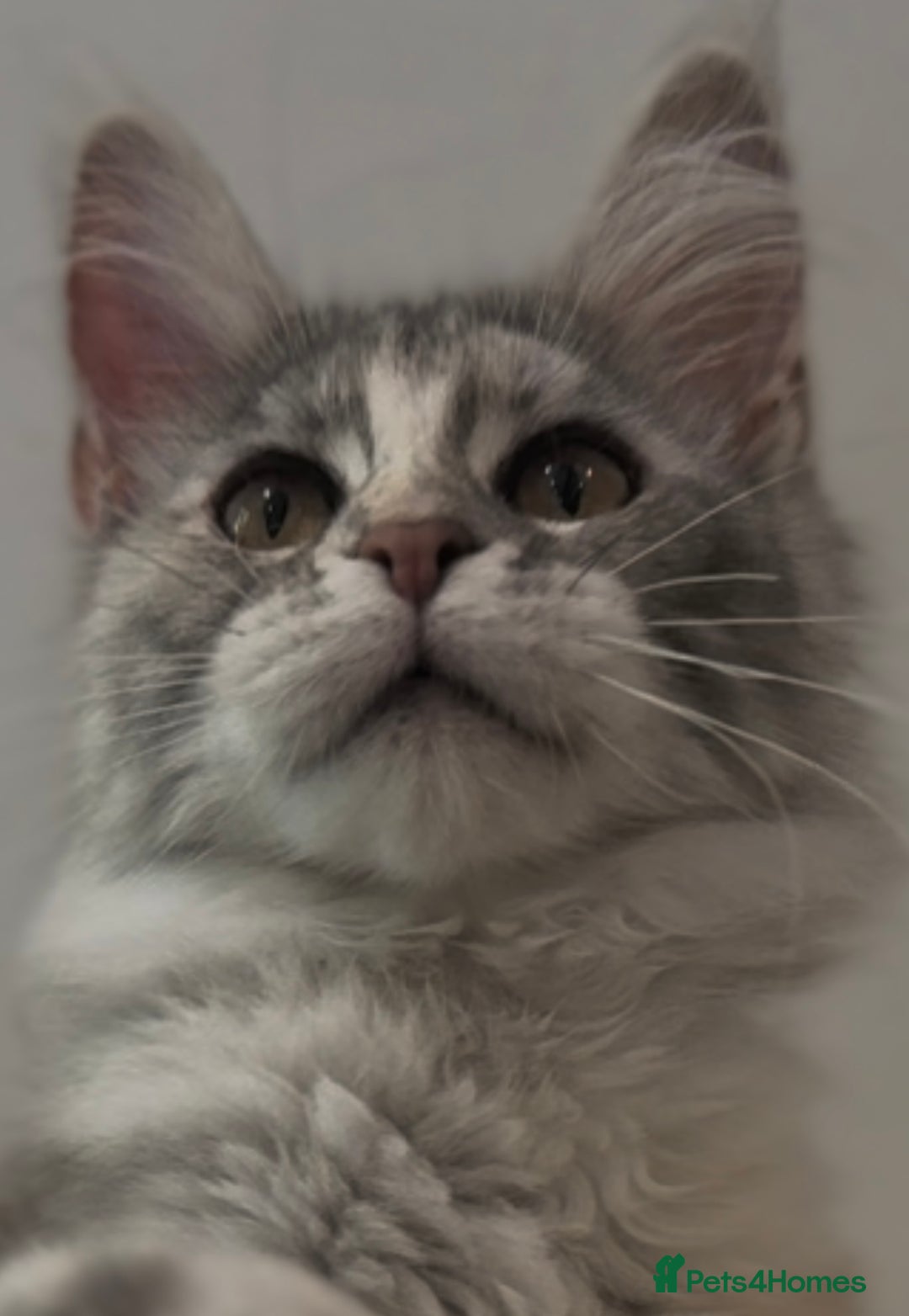 Maine Coon cats for sale: Maine coon kittens•Ready to leave•Fully vaccinated - Image 2