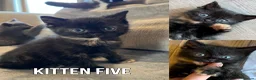 British Shorthair cats for sale: Five adorable British shorthair kittens in Skipton - Advert 16