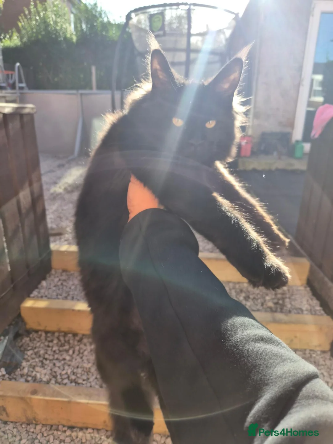 Maine Coon cats for sale: Maincoon in Blackburn - Advert 1