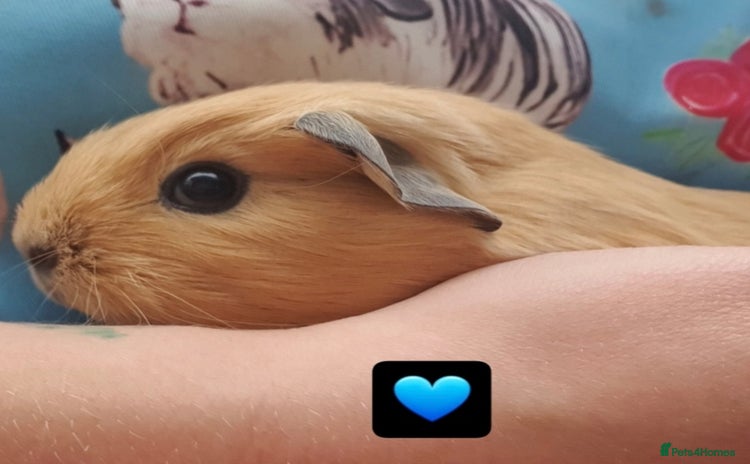 Guinea Pig rodents - Advert 8