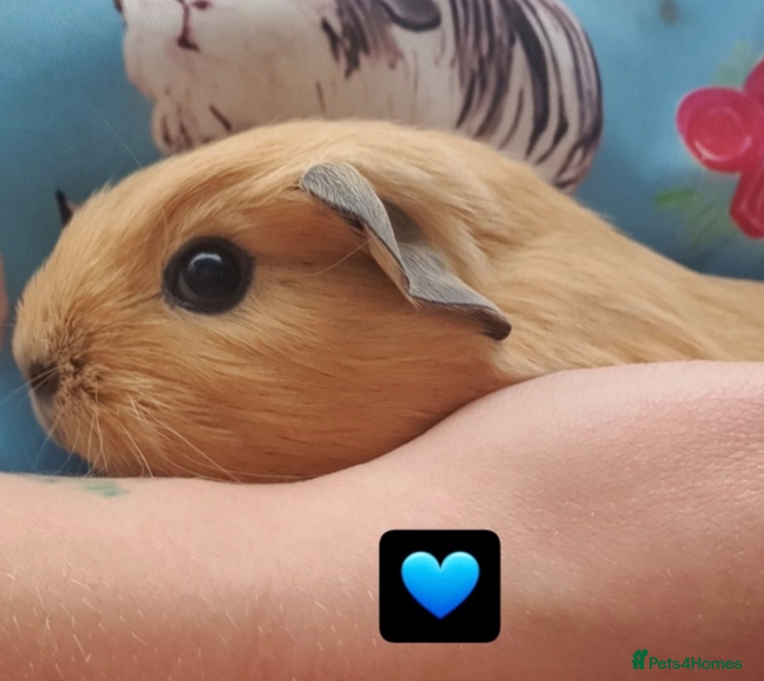 Guinea Pig rodents for sale: Beautiful guinea pigs  - Image 1