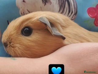Guinea Pig rodents - Advert 29