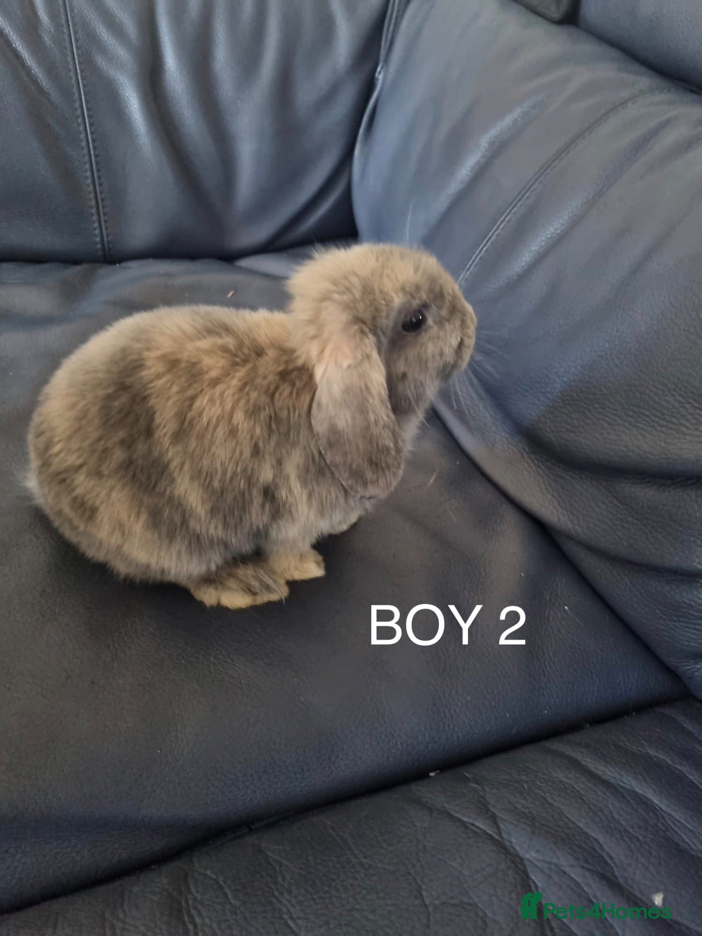 Mini Lop rabbits ONE LEFT - 3x Mini Lops, 10 weeks old. Ready Now - Advert 22