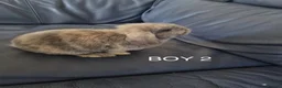 Mini Lop rabbits for sale: 3x Mini Lops, 10 weeks old. Ready Now - Advert 3