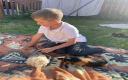 Guinea Pig rodents for sale: Bonded male guinea pigs - Image 4