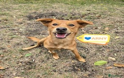 Mixed Breed dogs for adoption: 💙🐶 ARCHIE AND ARNY🐶💙 - Image 7