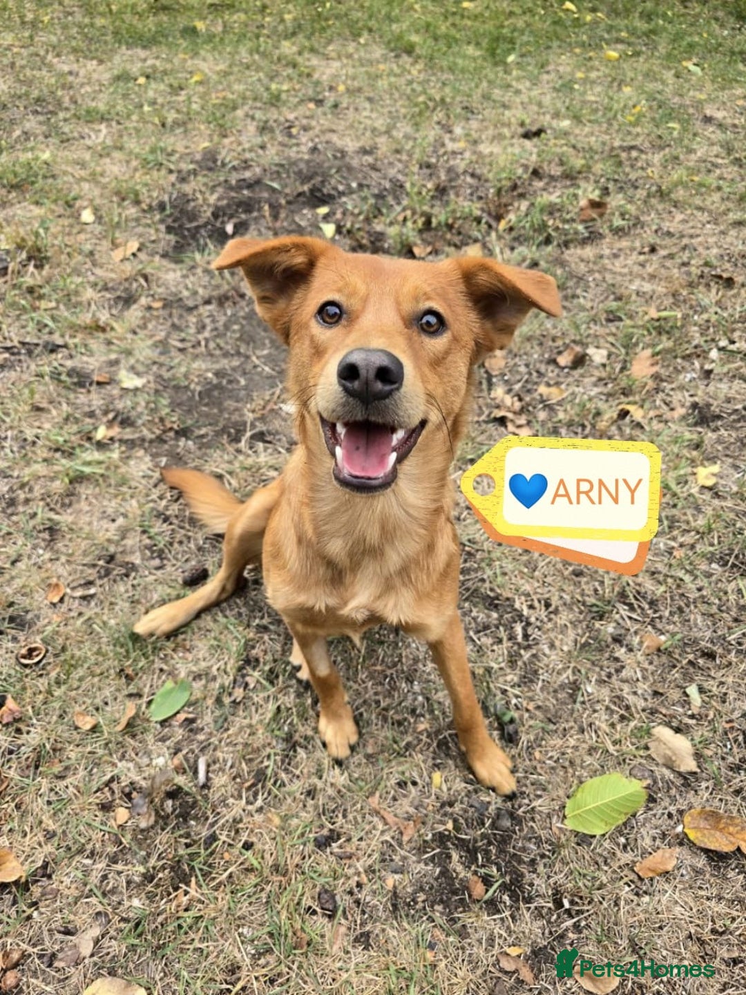 Mixed Breed dogs for adoption: 💙🐶 ARCHIE AND ARNY🐶💙 - Image 7