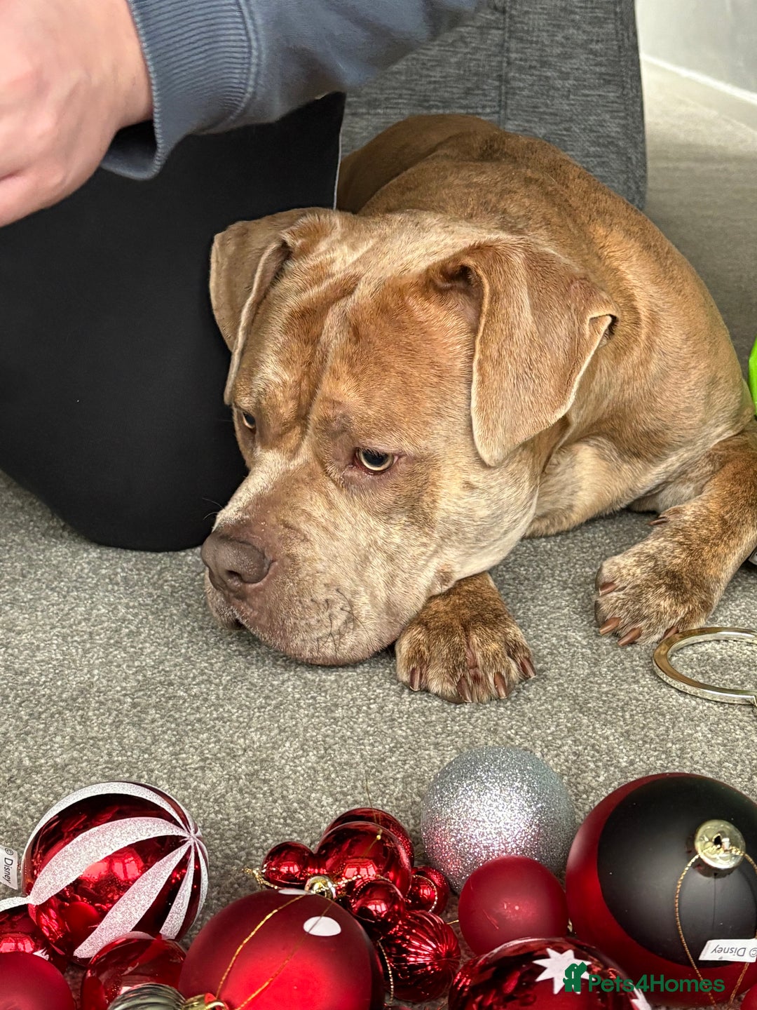 Mixed Breed dogs for sale: StaffyxPocket Bully Needs Re-Home - Advert 3