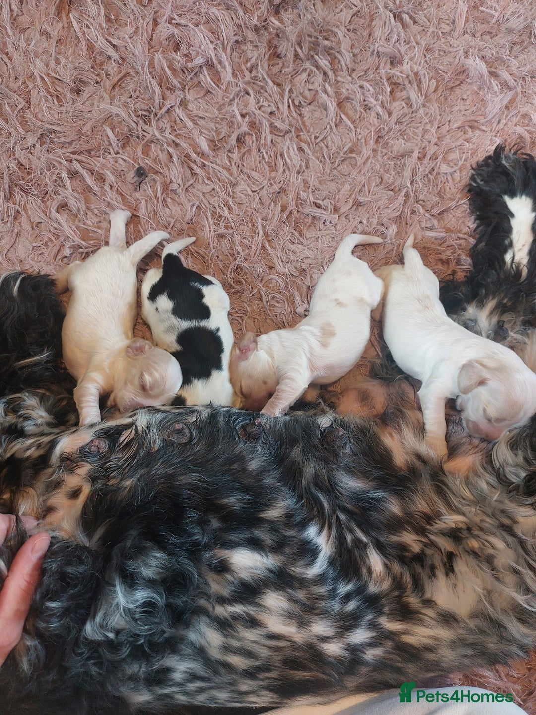 Cocker Spaniel dogs for sale: Show Type Cocker Spaniels - Image 8