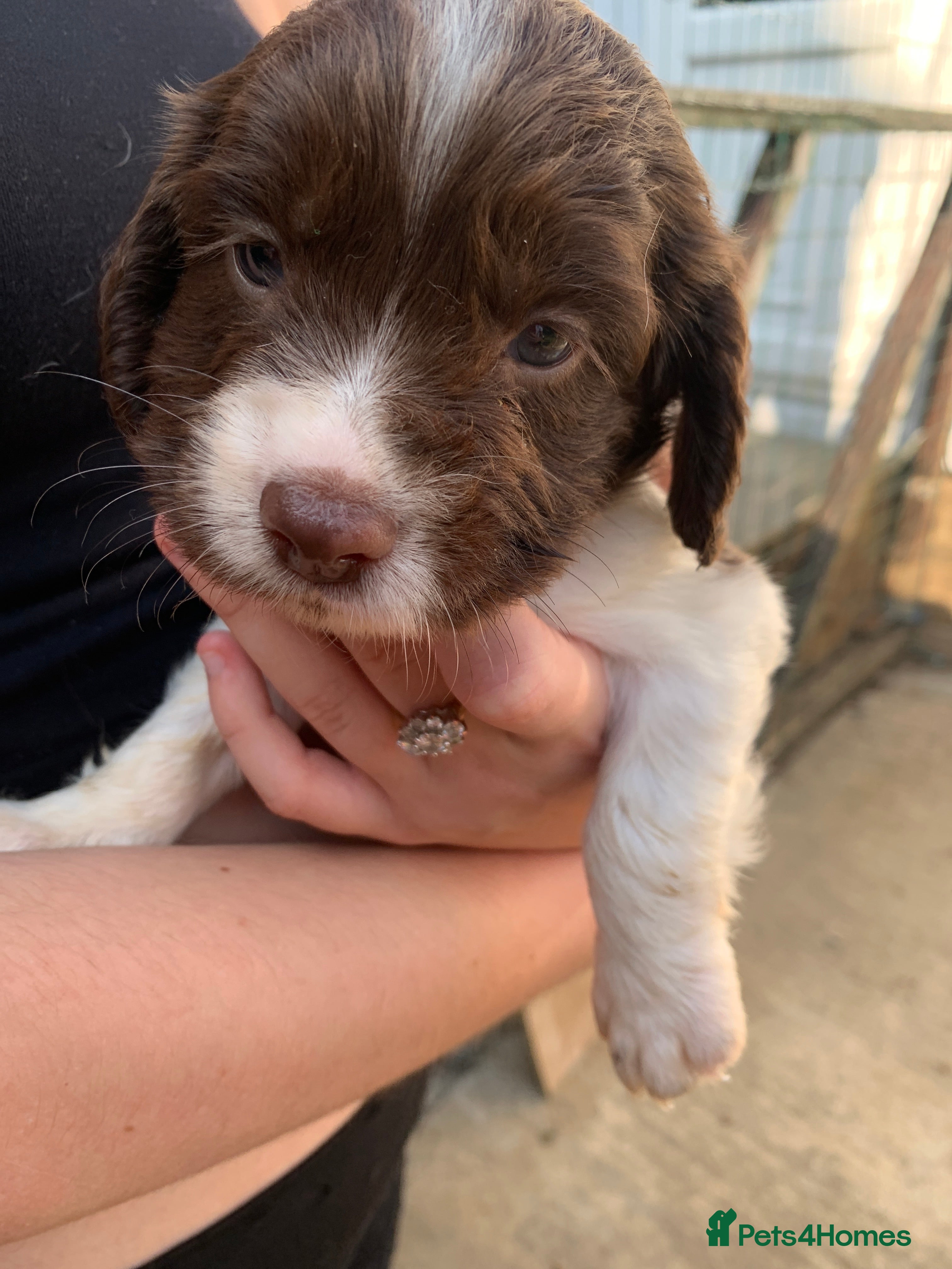 Sprocker dogs F1B litter of 8 cocker spaniels. - Advert 2