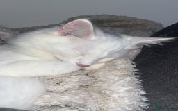 Turkish Angora cats for sale: Turkish angora  - Image 6