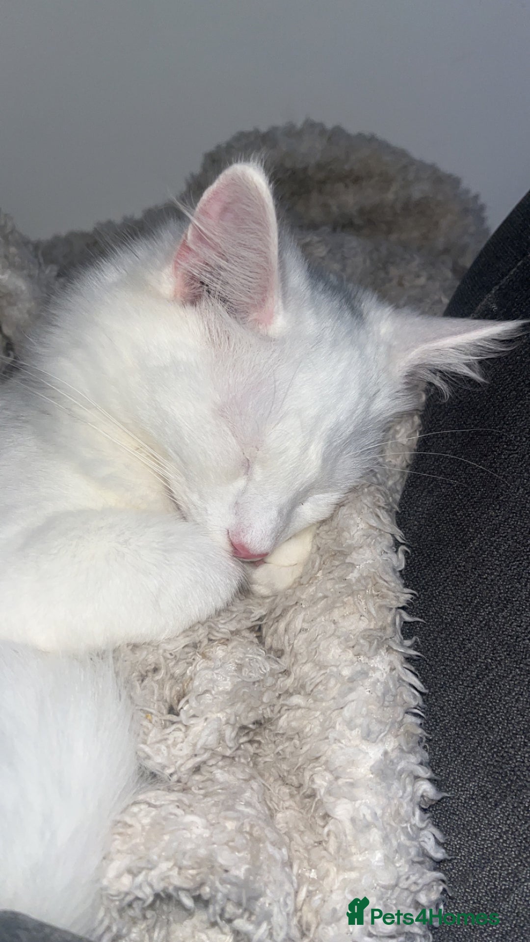 Turkish Angora cats for sale: Turkish angora  - Image 6