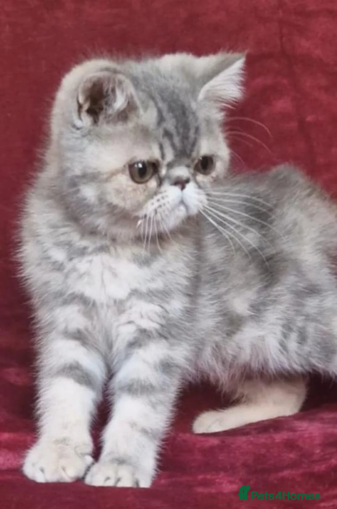 Persian cats for sale: Persian/exotic kittens - Advert 30