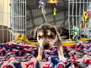 Mixed Breed dogs Staffy X terrier boy pup for sale - Advert 4