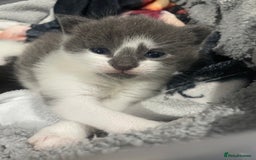 Mixed Breed cats for sale: 1/4 British Shorthair Kittens - Image 2
