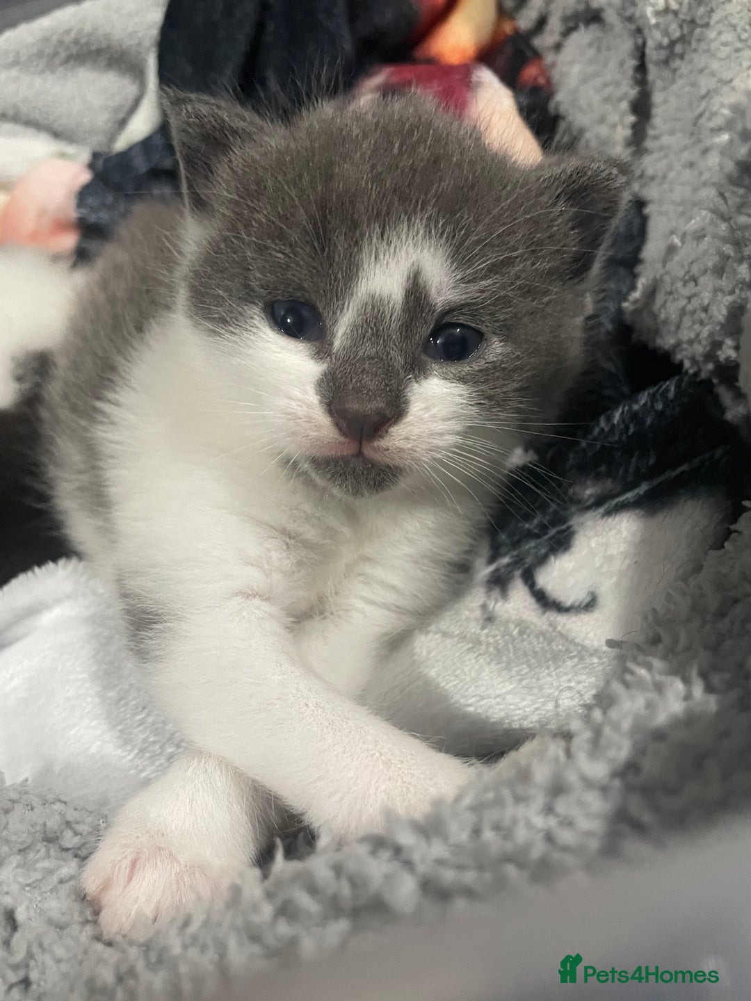 Mixed Breed cats for sale: 1/4 British Shorthair Kittens - Image 2