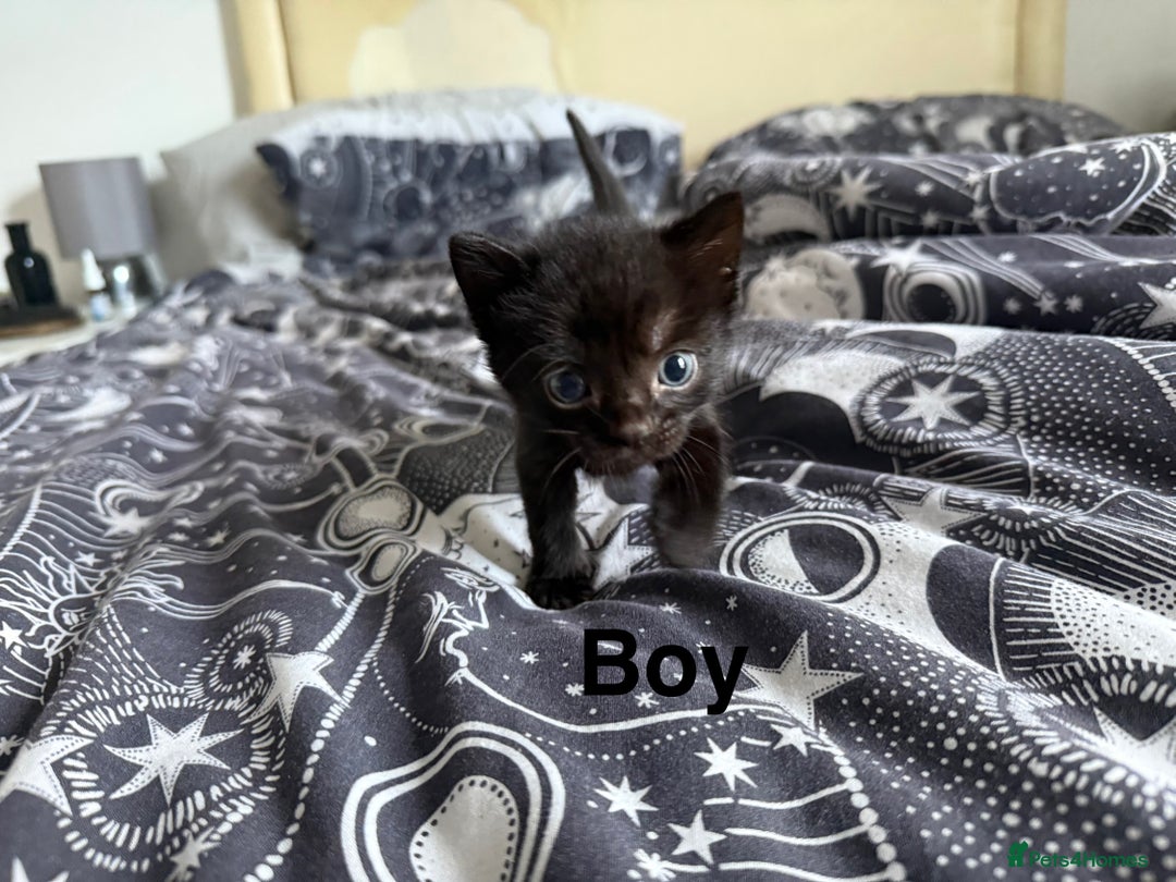 Domestic Shorthair cats for sale: 6 beautiful babies 5 boys and 1 girl - Image 12