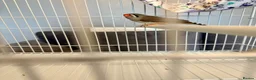 Finches birds for sale: Zebra Finches For Sale - Advert 8