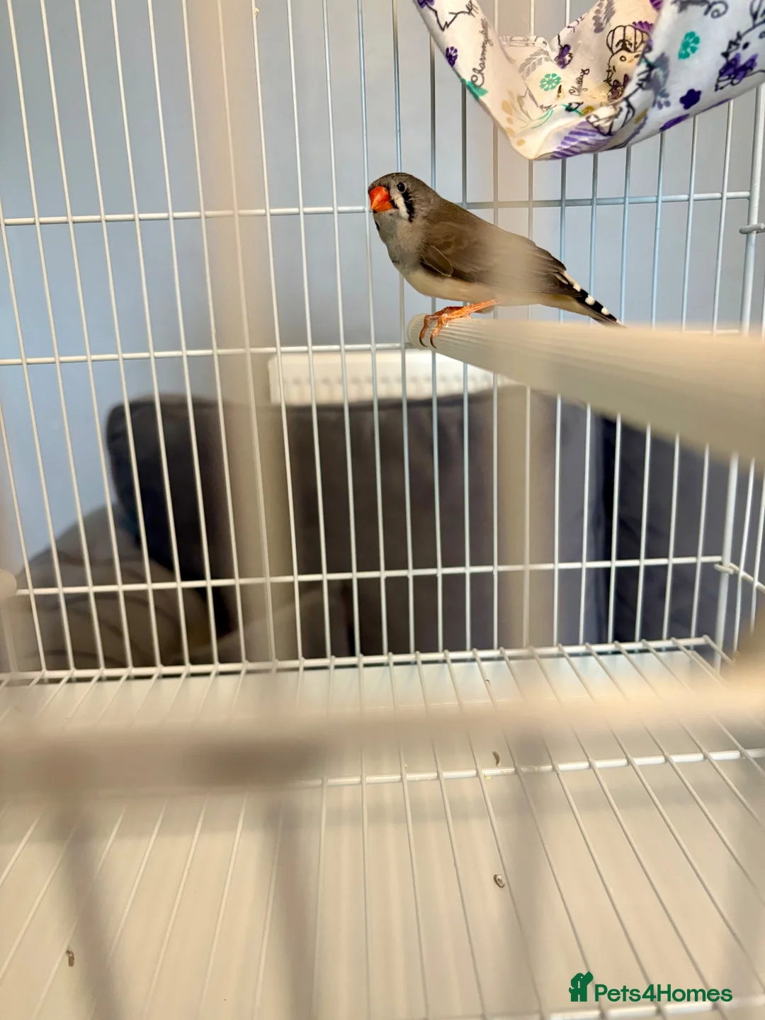 Finches birds for sale: Zebra Finches For Sale - Advert 8