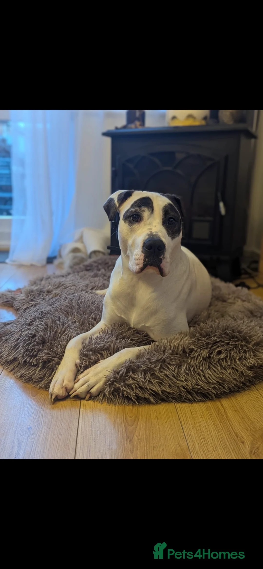 Mixed Breed dogs for sale: Bella – Loving Family Dog Looking for a New Home🐾 - Advert 2