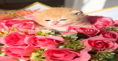 British Shorthair cats - Advert 7