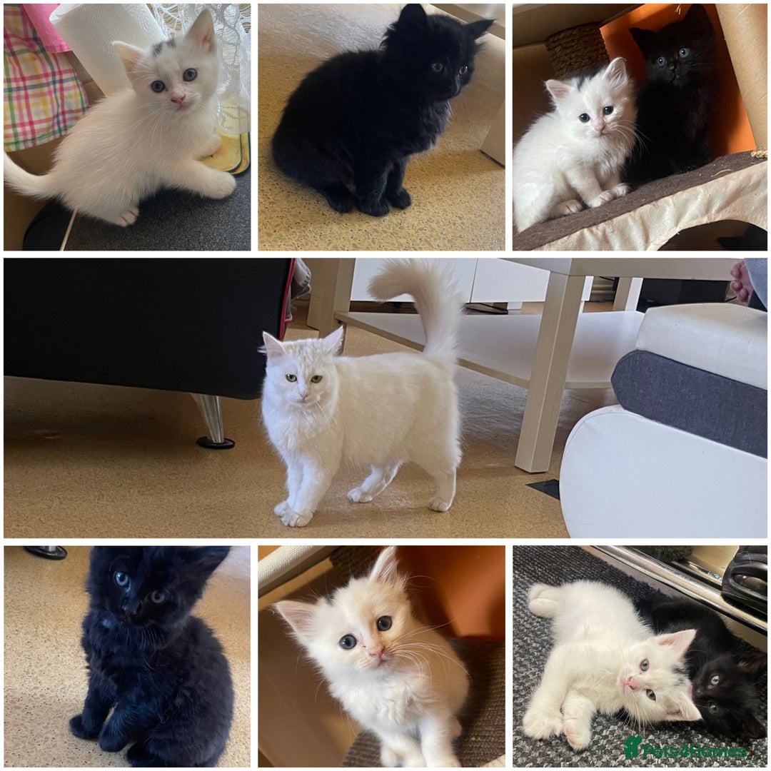Turkish Angora cats for sale: Turkish angora white kitten  - Image 4