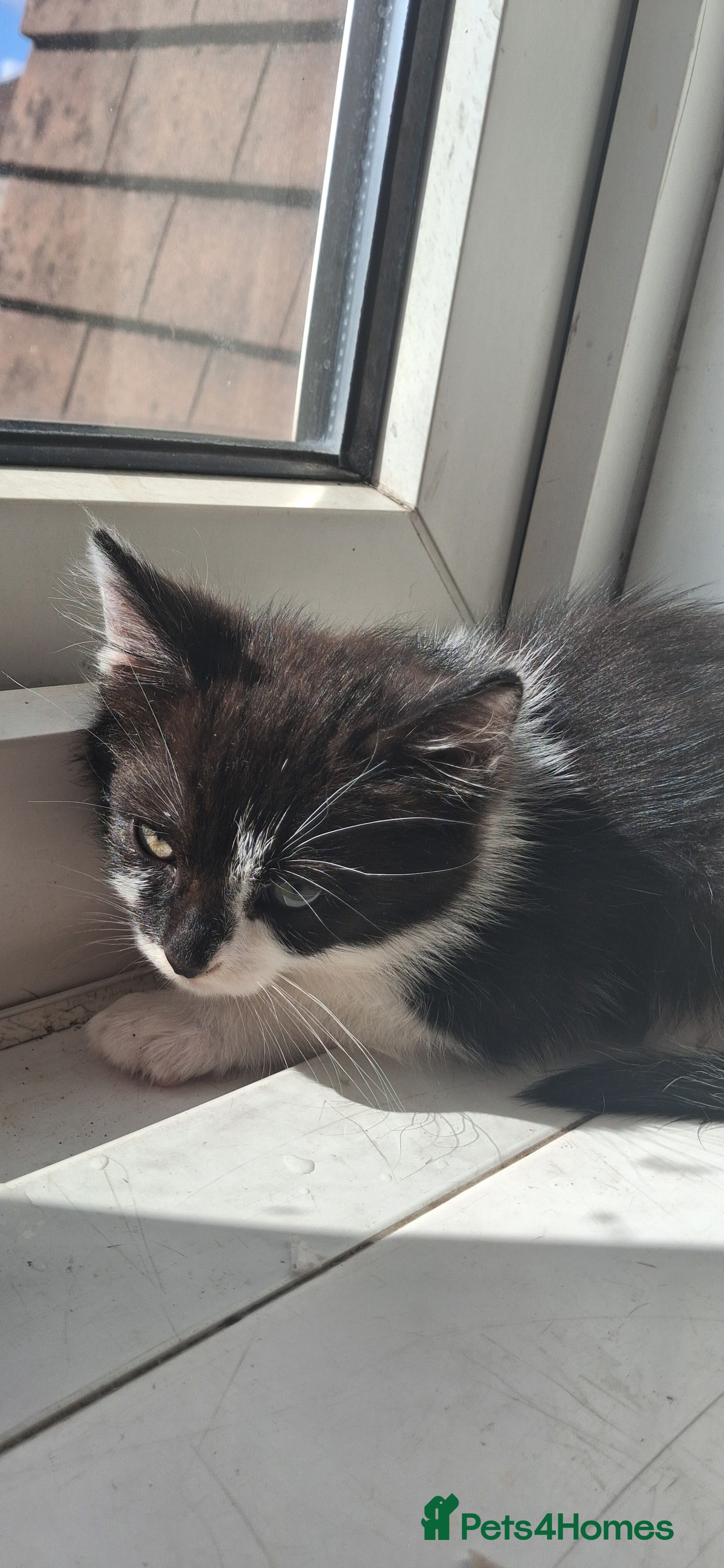 Mixed Breed cats for sale: 2 month old kitten - Advert 18