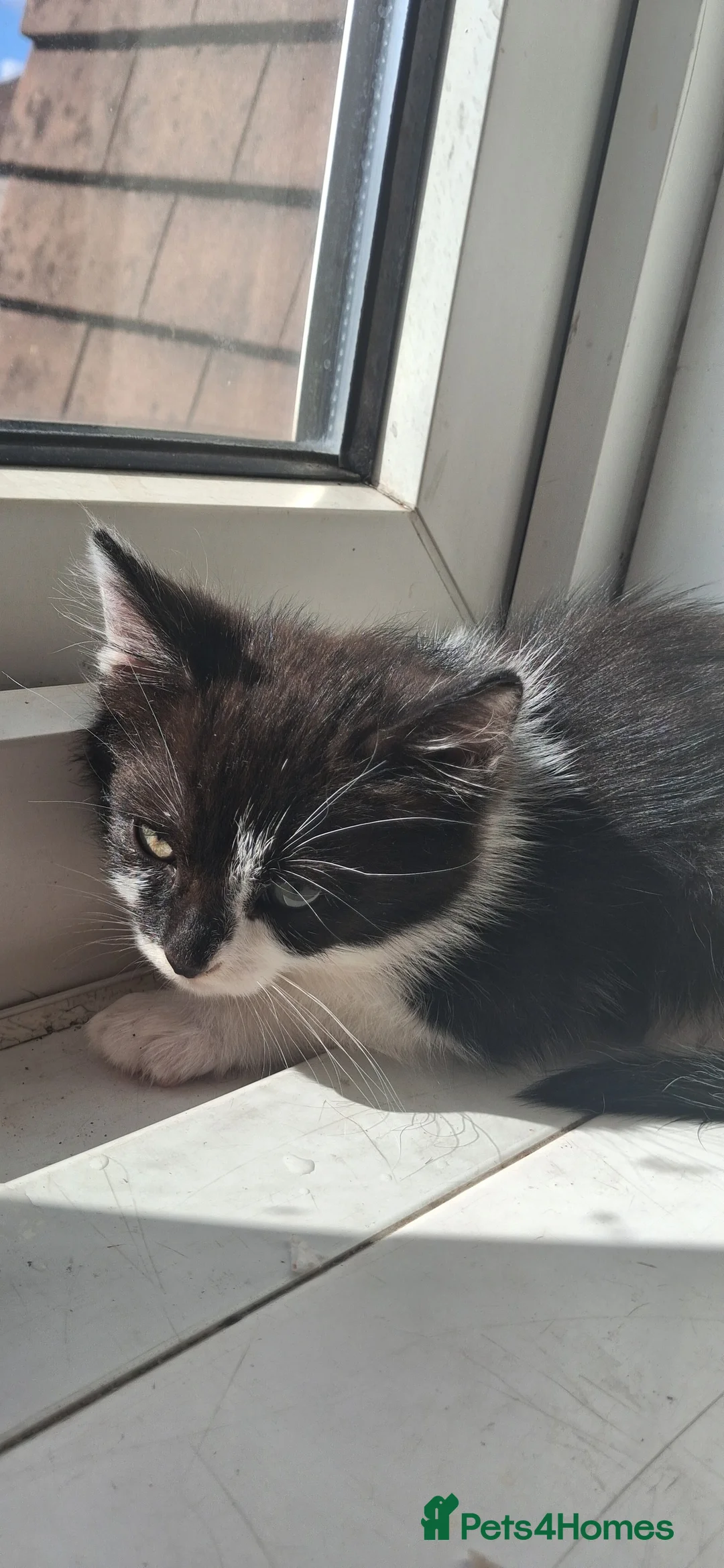 Mixed Breed cats for sale: 2 month old kitten in Dagenham - Advert 1