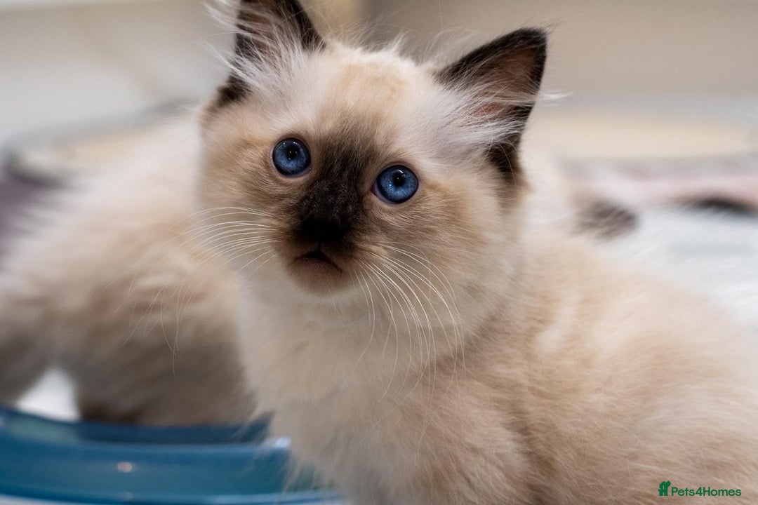 Ragdoll cats for sale: Ready Now GCCF Ragdoll Kittens Irresistibly Cuddly - Image 14