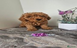 Toy Poodle dogs for sale: Beautiful Red Toy Poodle Puppies - Image 13