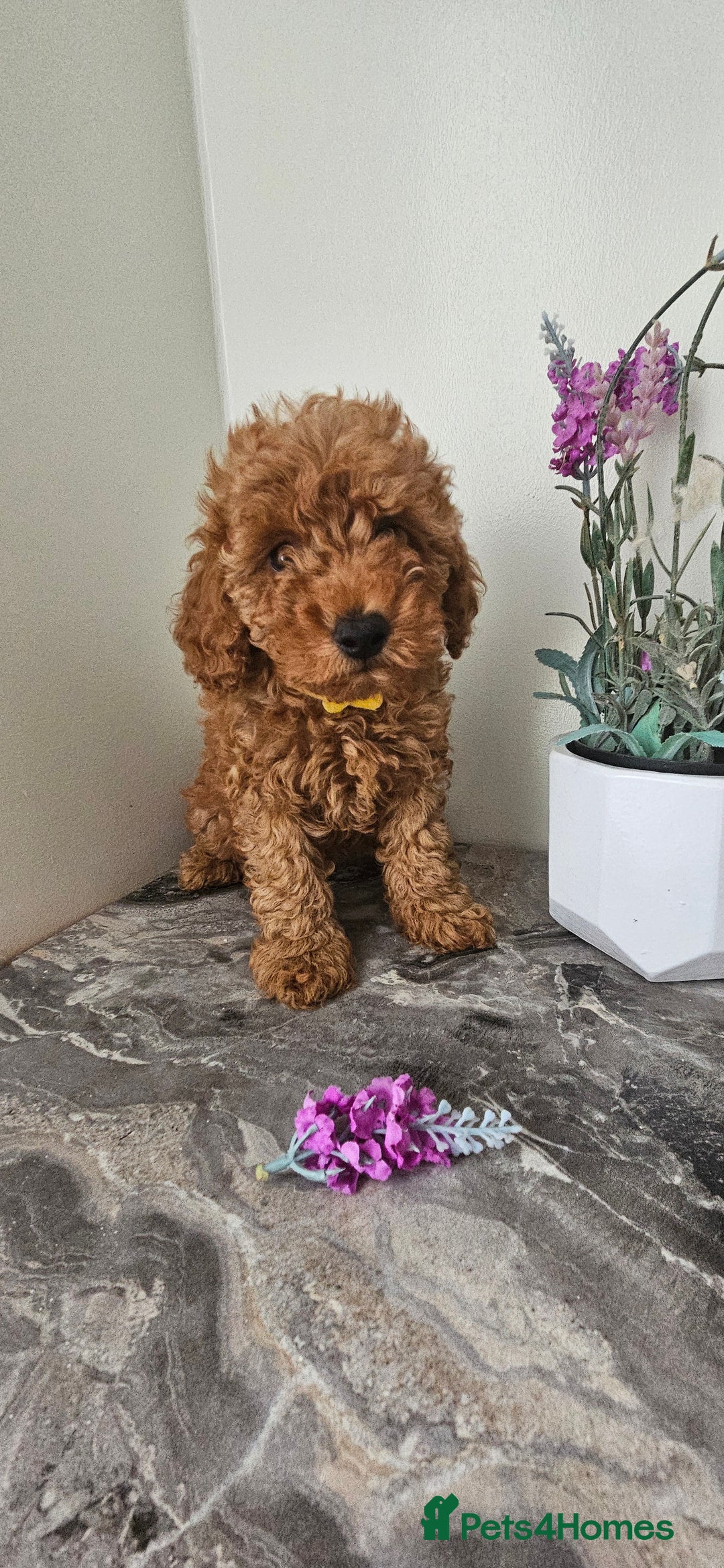 Toy Poodle dogs for sale: Beautiful Red Toy Poodle Puppies - Image 13