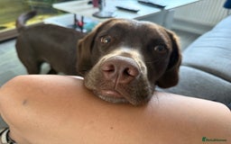 Springador dogs for sale: Chocolate springador  - Image 3